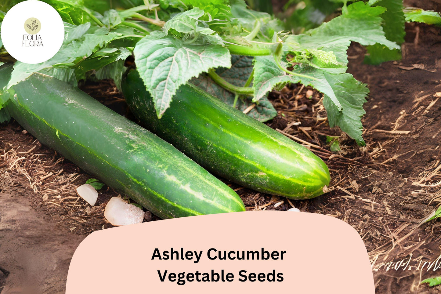 25+ Ashley Cucumber Seeds | Heirloom Slicing Variety | Disease Resistant | Non-GMO Easy Garden Planting