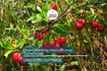10 Unrooted Cuttings Dwarf Nanking Cherry Prunus Tomentosa Semi-Hardwood (6-7”)
