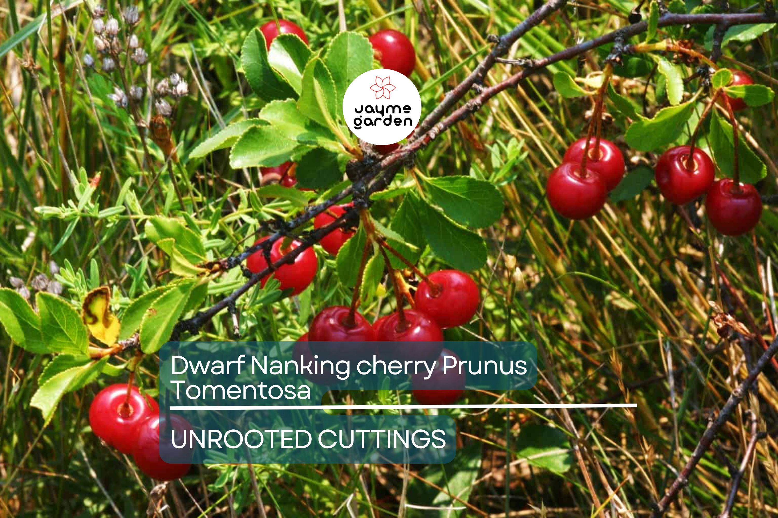 10 Unrooted Cuttings Dwarf Nanking Cherry Prunus Tomentosa Semi-Hardwood (6-7”)