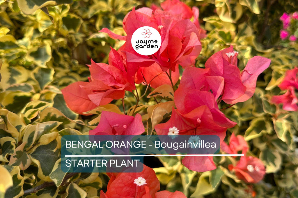 Bengal Orange Bougainvillea | Rare Starter Plant | Well-Rooted Plug | Subtropical Beauty for Indoor & Outdoor Spaces