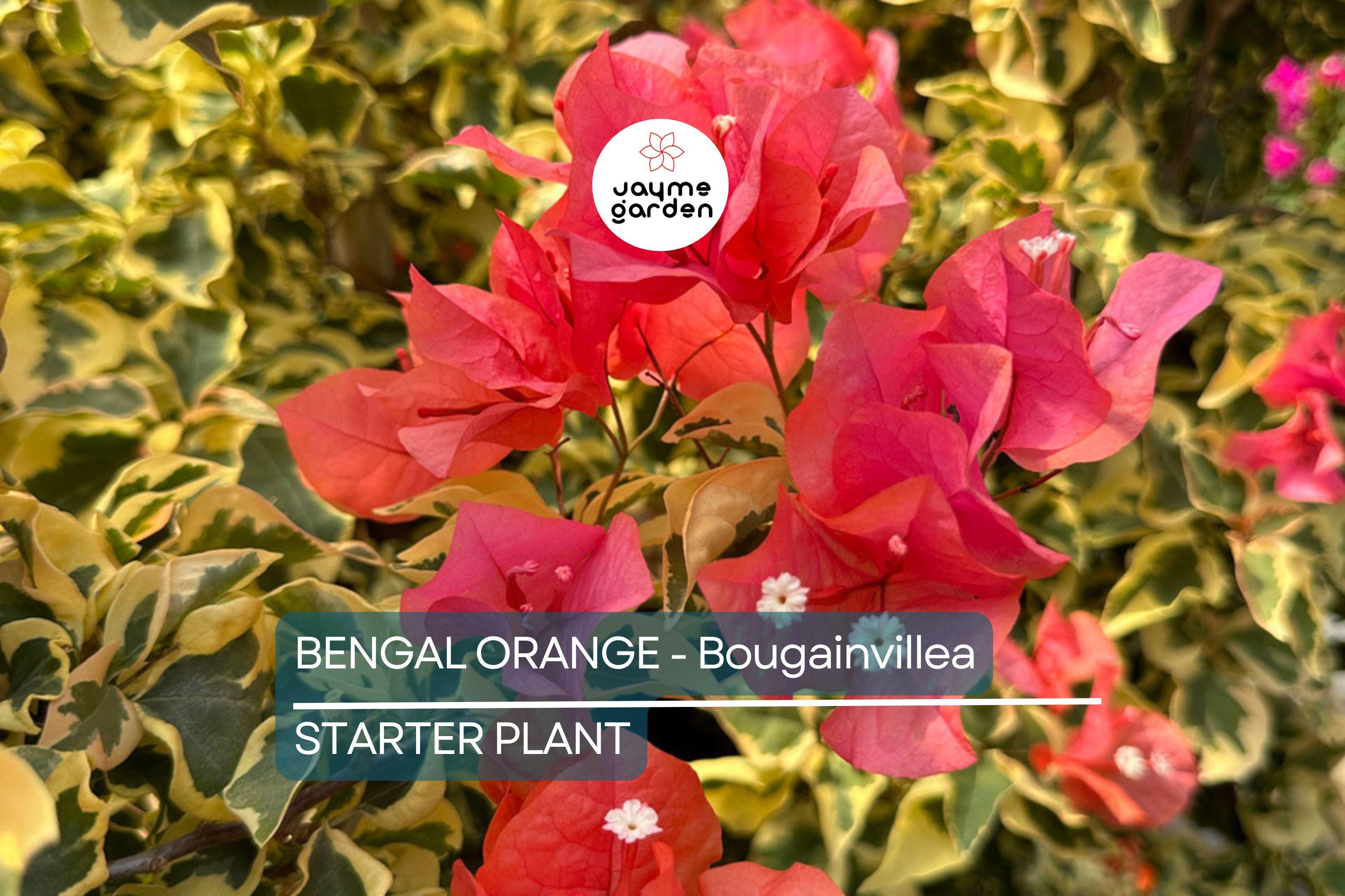 Bengal Orange Bougainvillea | Rare Starter Plant | Well-Rooted Plug | Subtropical Beauty for Indoor & Outdoor Spaces