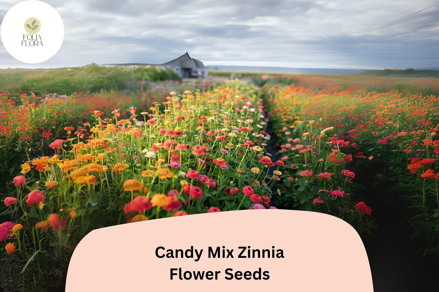 100+ Candy Mix Zinnia Seeds – Bright Multi-Color Blooms for Summer Gardens & Bouquets