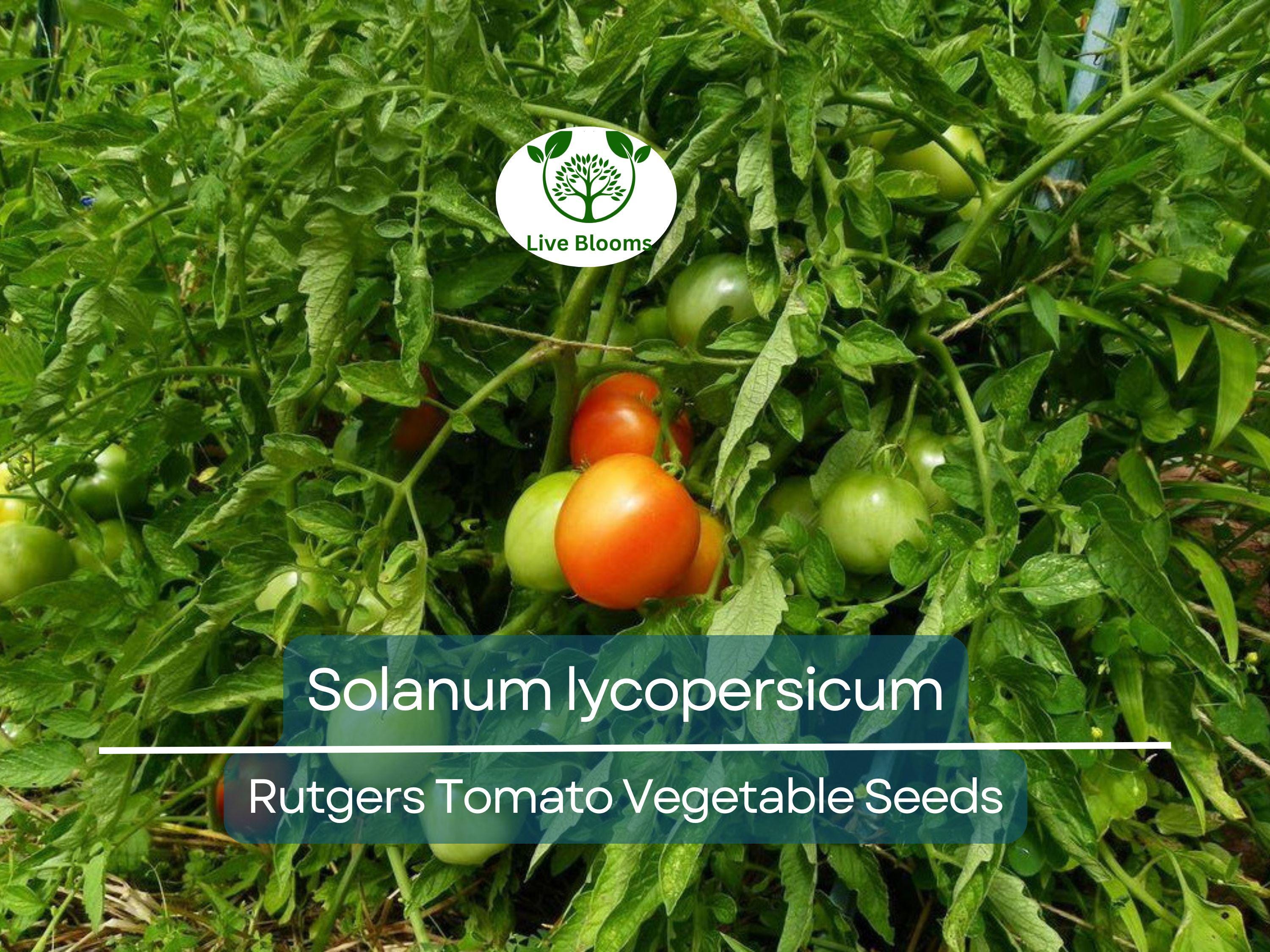 100 mg Seeds Tomato Rutgers – Solanum lycopersicum | Heirloom Tomato for Planting, Home Gardening & Juicy, Flavorful Harvests