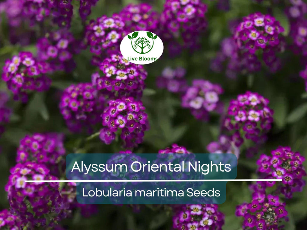 100 Seeds Alyssum Oriental Nights Dark Purple Groundcover Bees Fragrant Non-GMO (Lobularia maritima)
