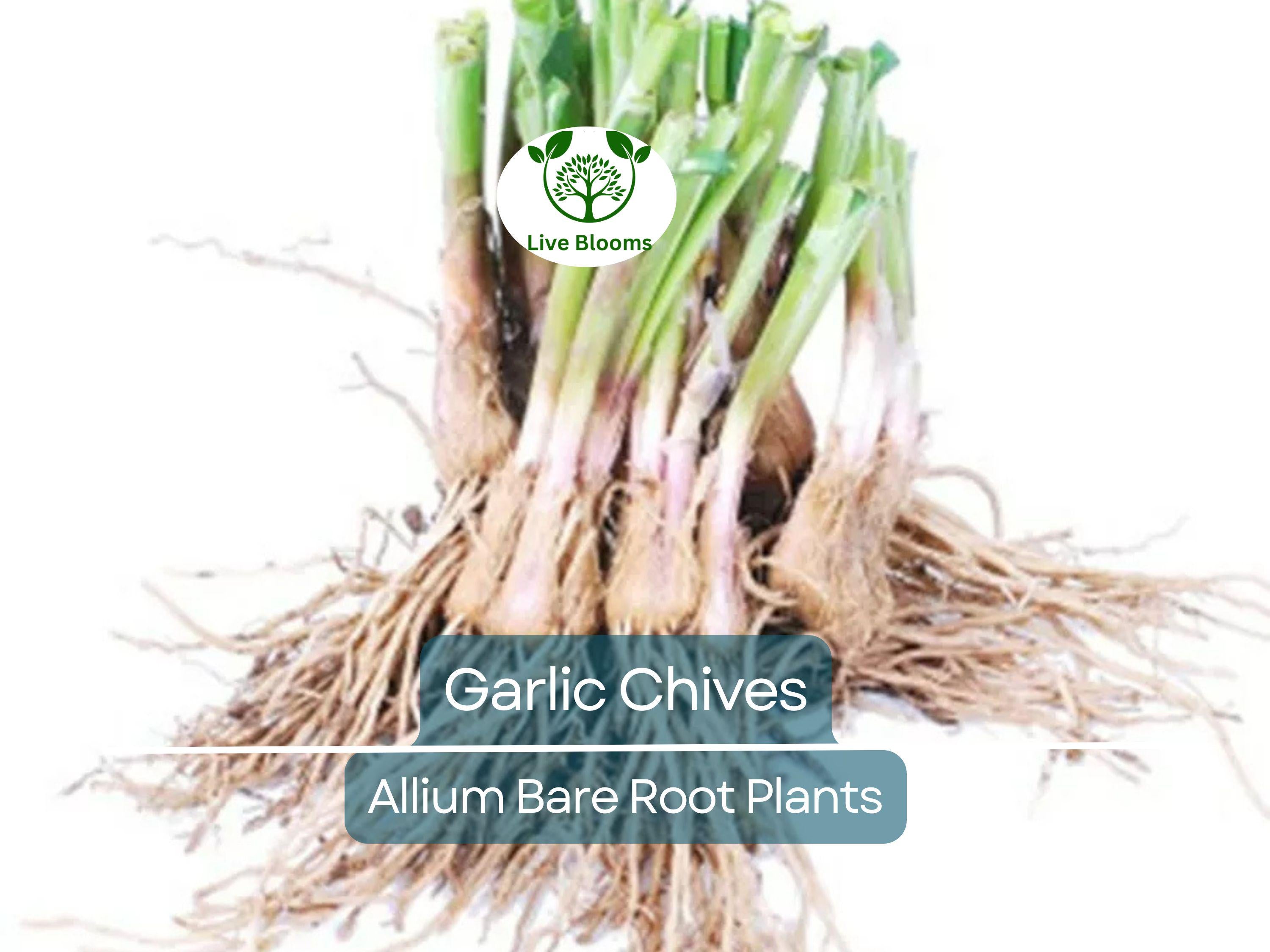 25 Garlic Chives Live Plants – Bare Root Stalks – Edible Herb for Garden or Container – Allium Tuberosum, Easy to Grow