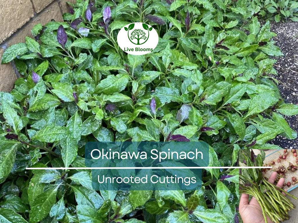 12 Unrooted Cuttings Okinawa Spinach (Gynura bicolor) 5-6" – Edible Purple Leaf Plant, Easy to Grow, Nutrient-Rich, Hardy Herb Starter