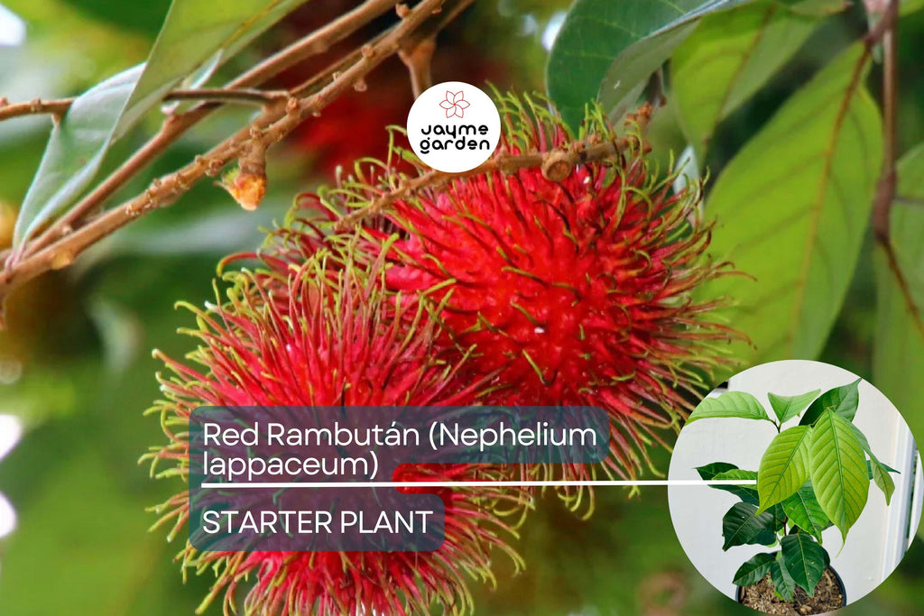 Red Rambutan Tree (Nephelium lappaceum) – Live Exotic Tropical Fruit Plant Vibrant 12”-24” Starter
