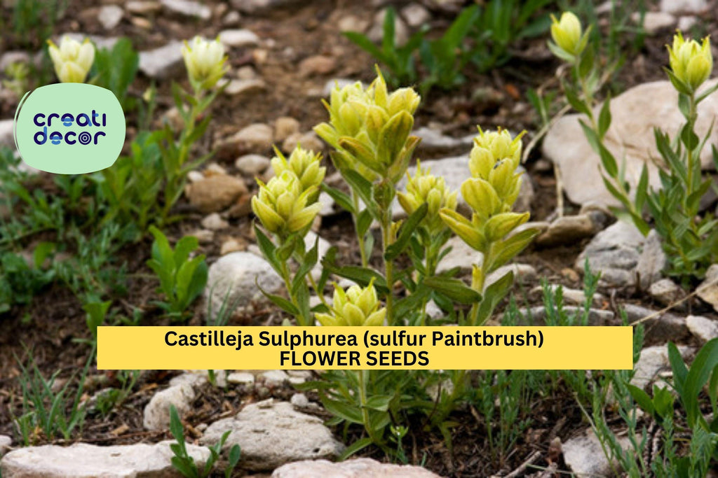 3pcs of 100mg Sulfur Paintbrush Seeds – Castilleja sulphurea Native Yellow Wildflower for Meadows & Pollinator Gardens Seeds for Planting