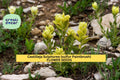 3pcs of 100mg Sulfur Paintbrush Seeds – Castilleja sulphurea Native Yellow Wildflower for Meadows & Pollinator Gardens Seeds for Planting