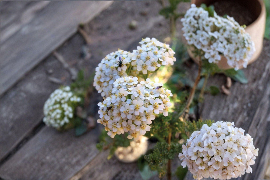 Achillea millefolium occidentalis/Western Yarrow – 500 Seeds | Native Perennial Wildflower | Drought-Tolerant | Pollinator & Medicinal Plant