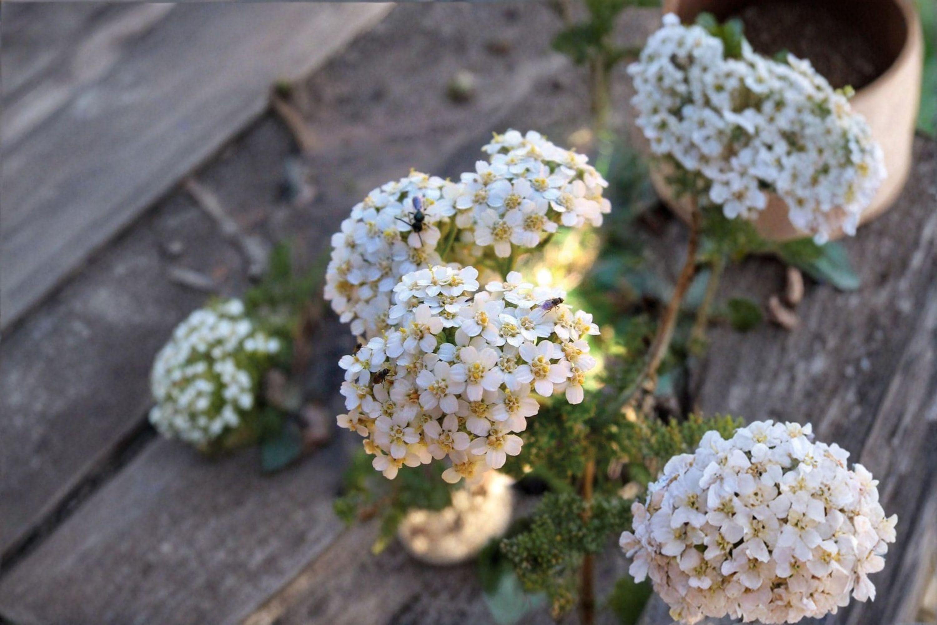 Achillea millefolium occidentalis/Western Yarrow – 500 Seeds | Native Perennial Wildflower | Drought-Tolerant | Pollinator & Medicinal Plant