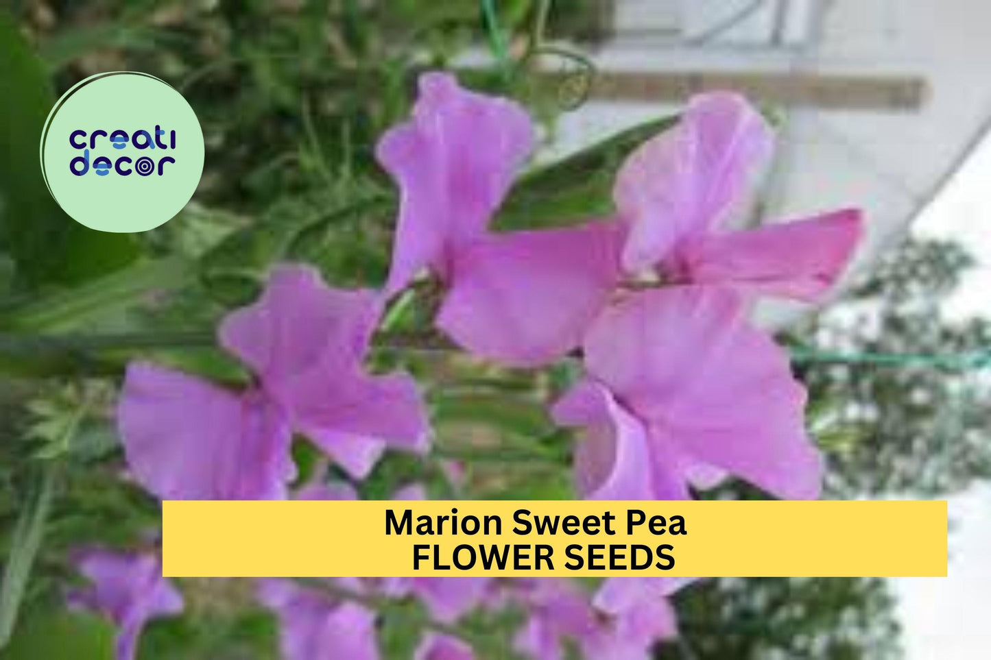 50+ Marion Sweet Pea Seeds – Deep Rose Fragrant Blooms for Garden Planting, Climbing Vines for Trellises & Cut Flowers – USA