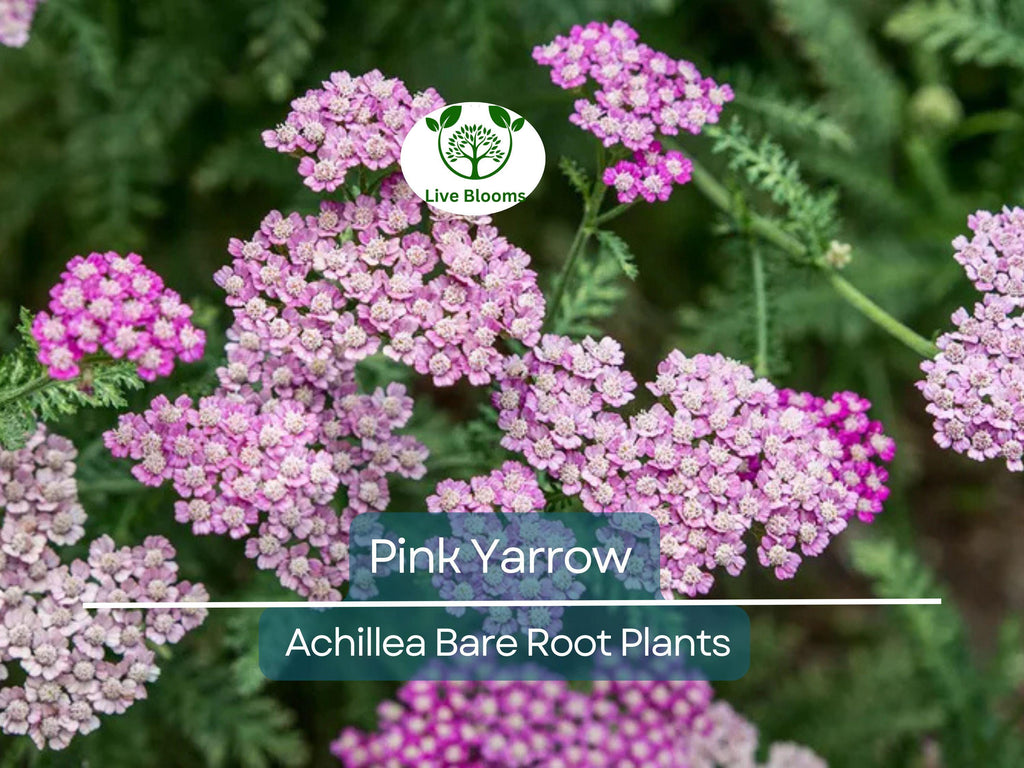 12 Pink Yarrow Plants - Achillea millefolium Bare Root - Hardy Perennial, Herb, Pollinator Friendly, Drought Tolerant