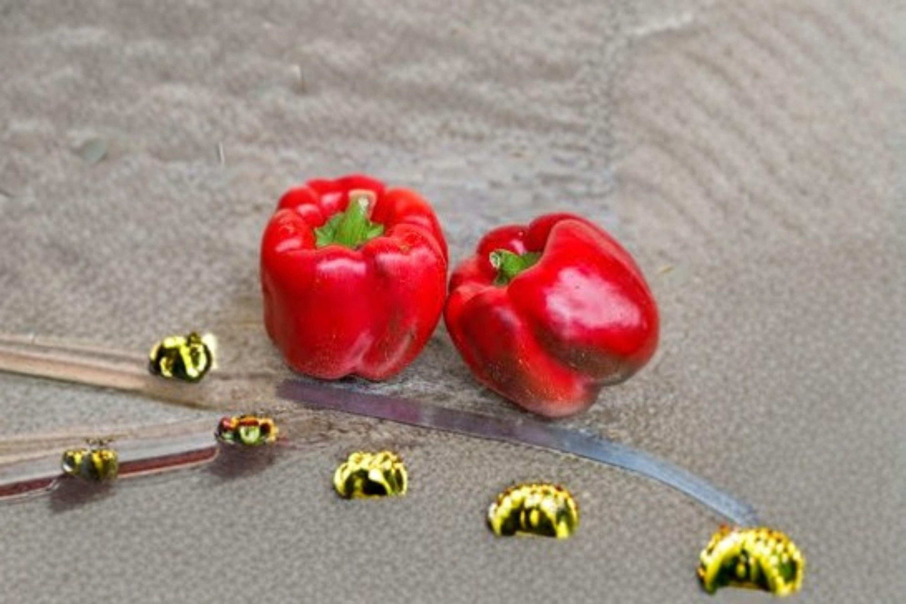 Sweet Pepper – Yolo Wonder Bell Improved 30 Seeds | Improved Heirloom Bell Pepper | Large Blocky Fruits | Sweet & Reliable