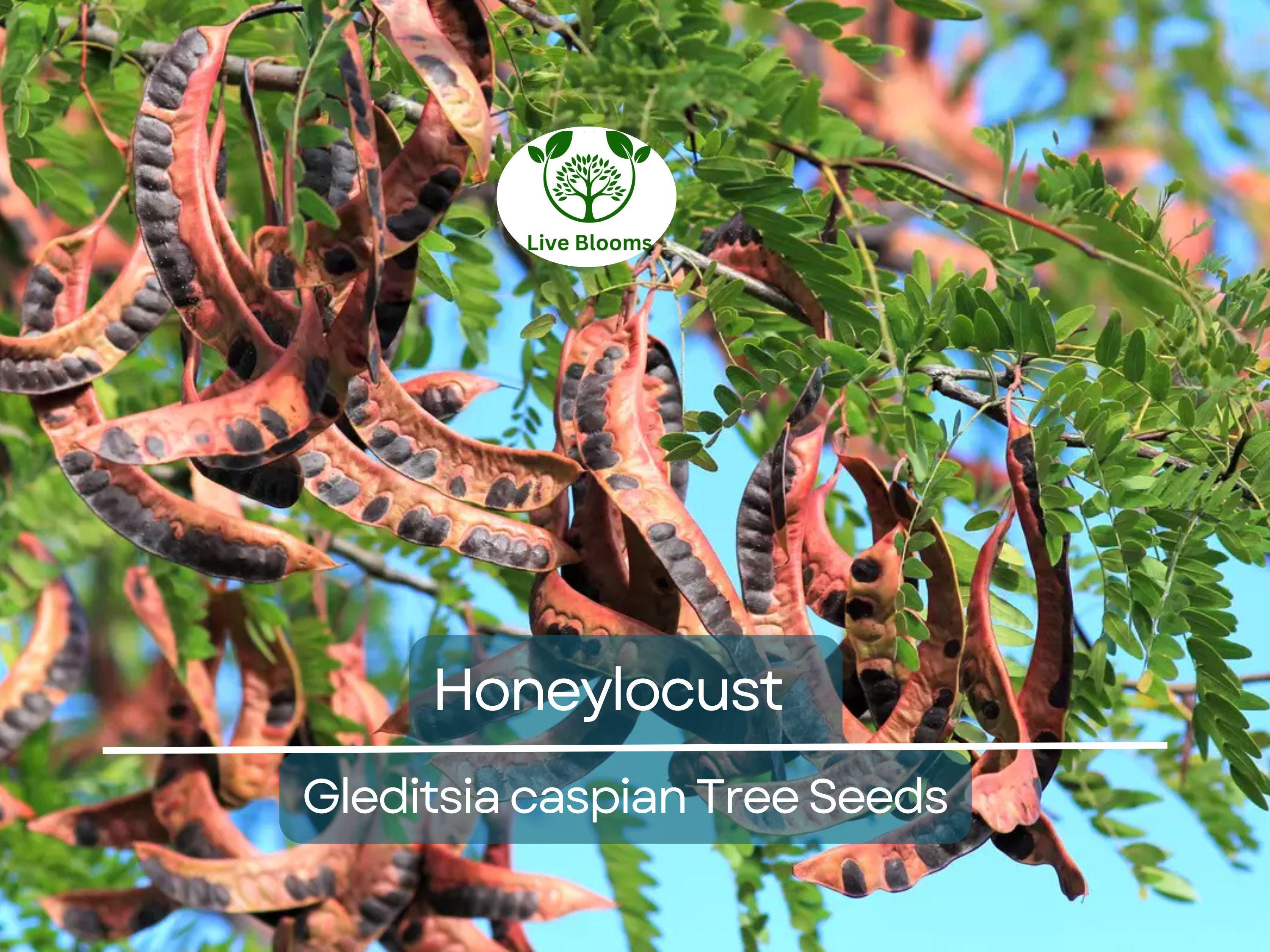 10 Honeylocust Tree Seeds (Gleditsia caspian) | Fast-Growing, Hardy Tree | Ideal for Shade, Landscaping, & Fast-Green Cover