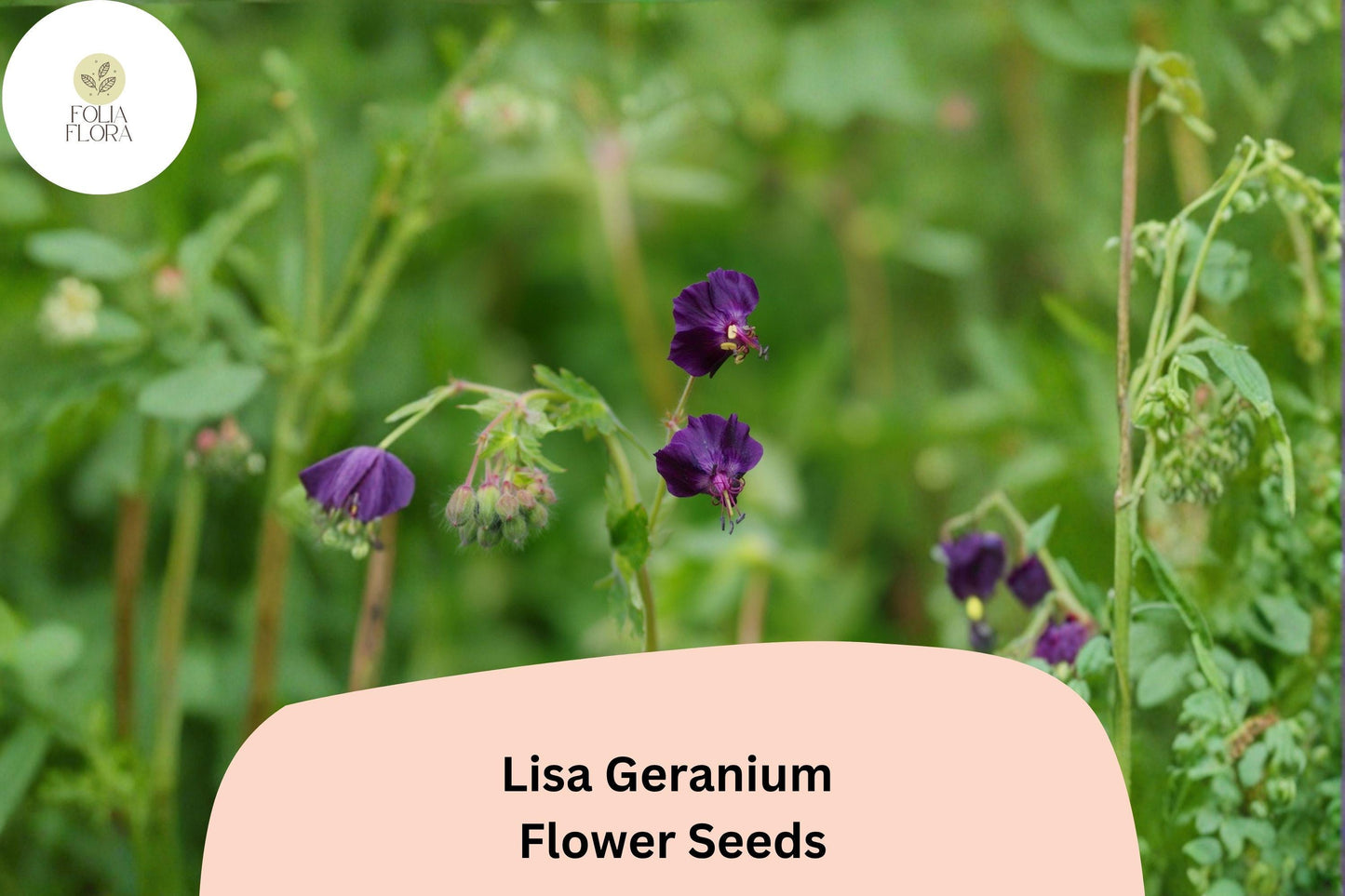 25+ Lisa Geranium Seeds for Garden Planting – Purple Flowers, Hardy Perennial