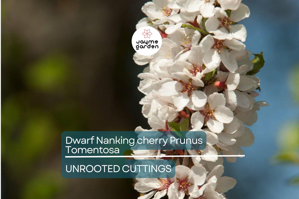 10 Unrooted Cuttings Dwarf Nanking Cherry Prunus Tomentosa Semi-Hardwood (6-7”)