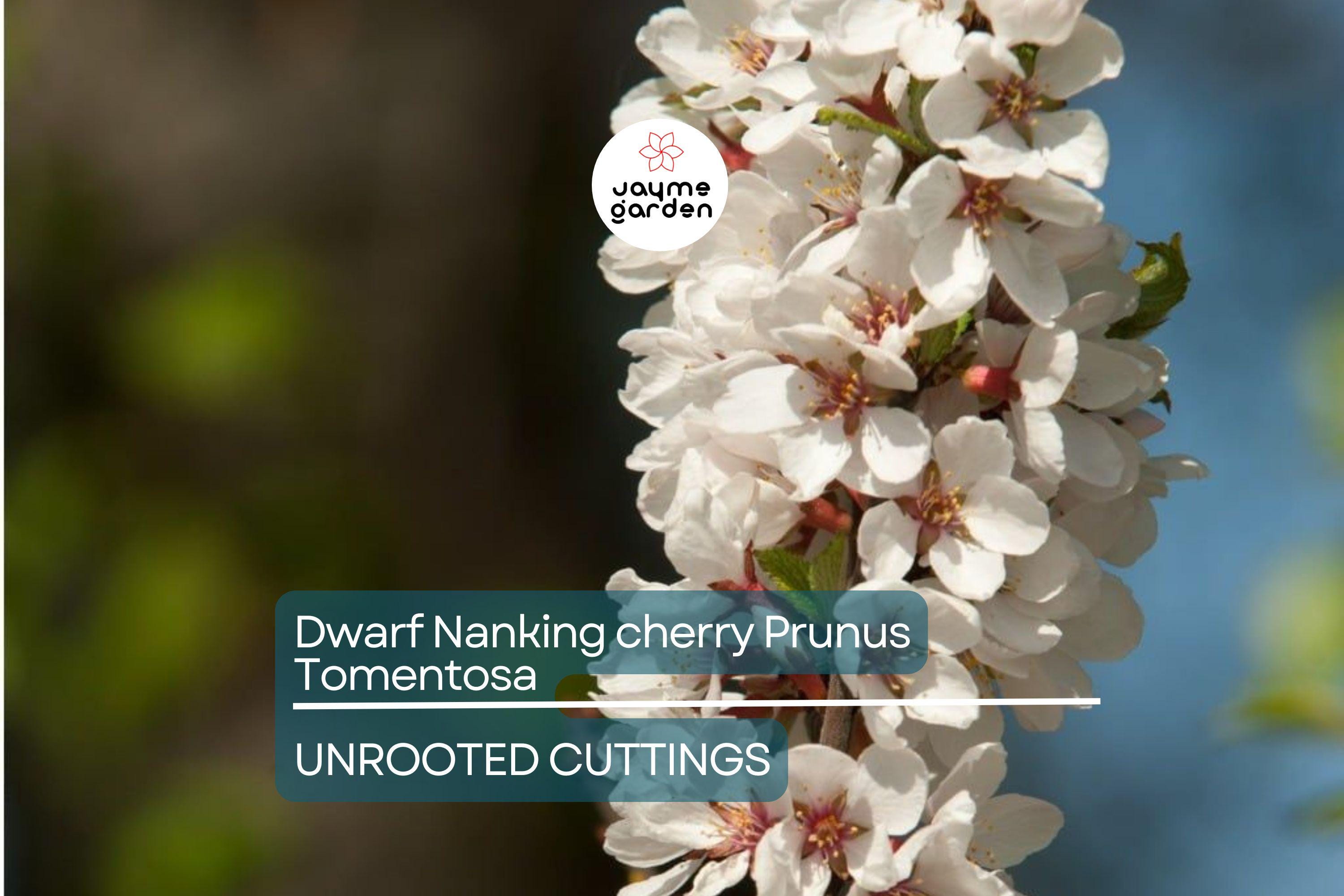 10 Unrooted Cuttings Dwarf Nanking Cherry Prunus Tomentosa Semi-Hardwood (6-7”)