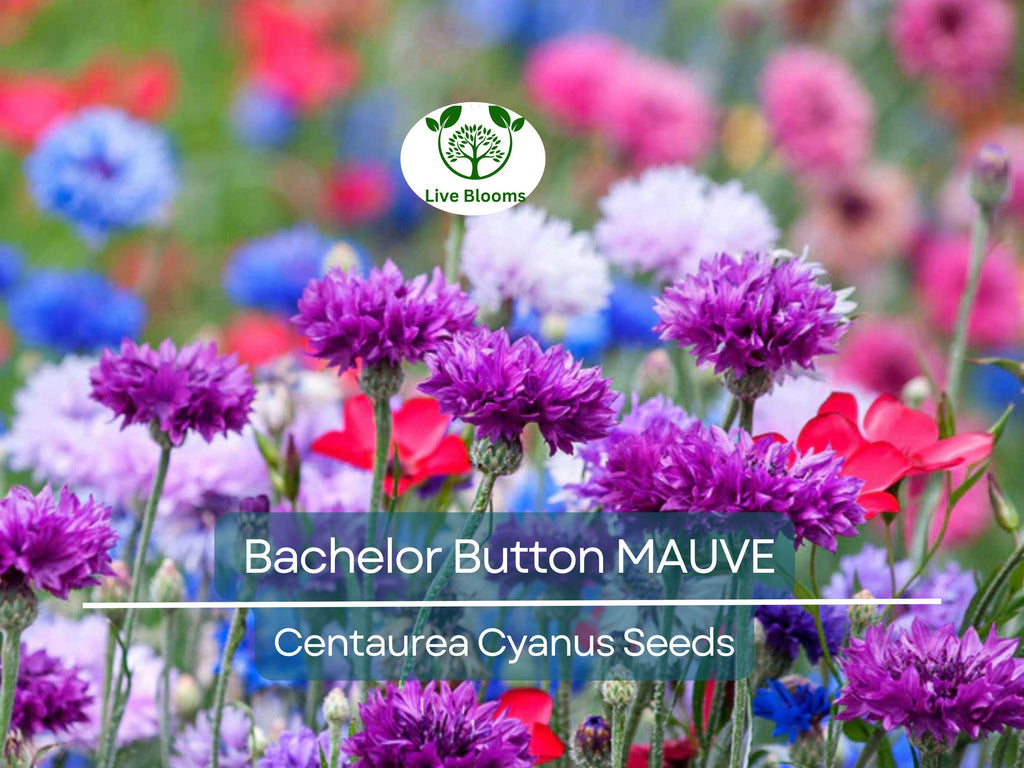 200 Seeds Cornflower / Bachelor Button MAUVE Heirloom Flowers - Centaurea Cyanus Non-GMO, Spring Plant, Easy to Grow, Garden Flower Seeds