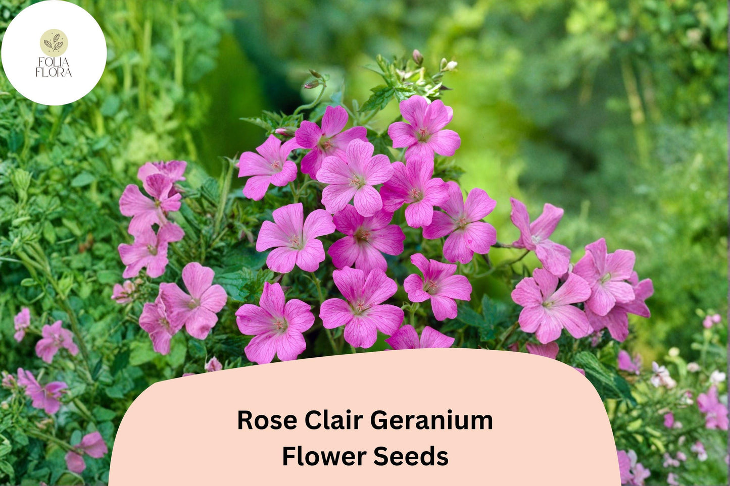 25+ Rose Clair Geranium Seeds | Pink Cranesbill | Geranium sanguineum Rose Clair Seeds for Garden Borders & Containers