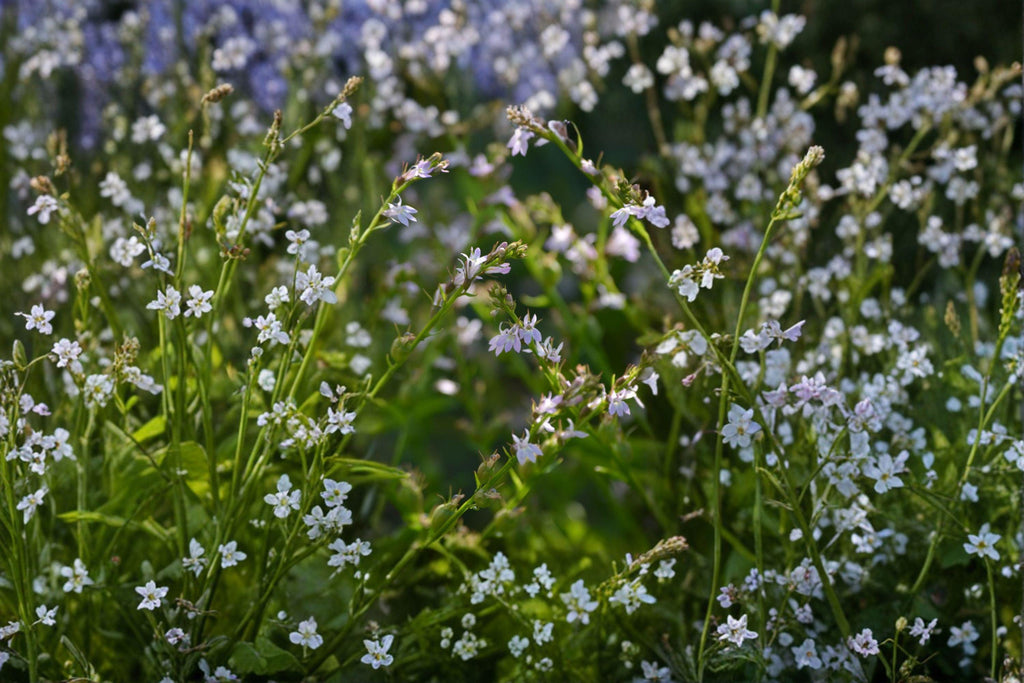 Lobelia inflata/Indian Tobacco – 500 Seeds | Native Annual/Biennial | Medicinal History | Pollinator Support Plant