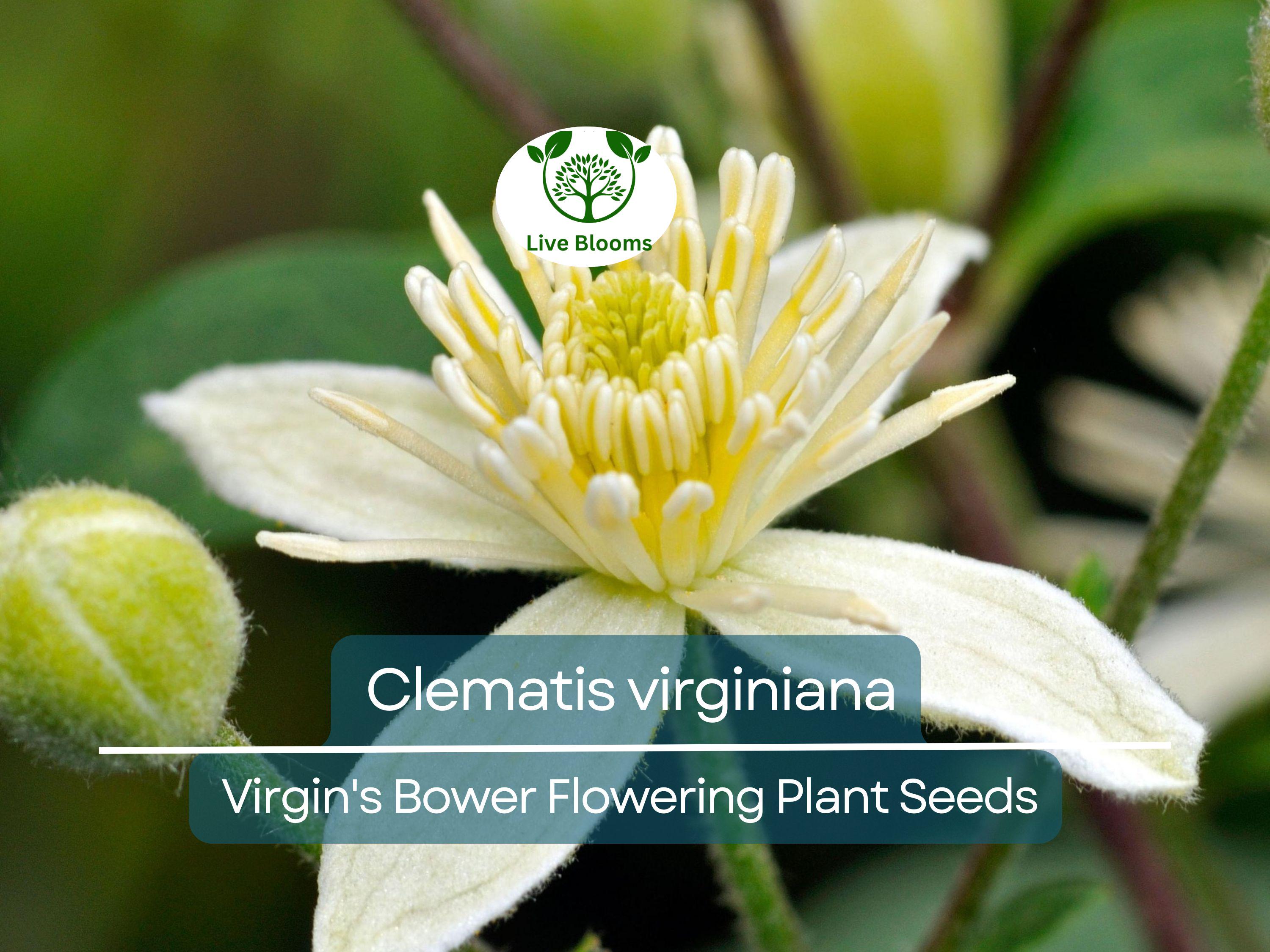 100 mg Seeds Clematis Virginiana – Virgin's Bower (Clematis virginiana) | Native Flowering Climber for Planting & Garden Beauty