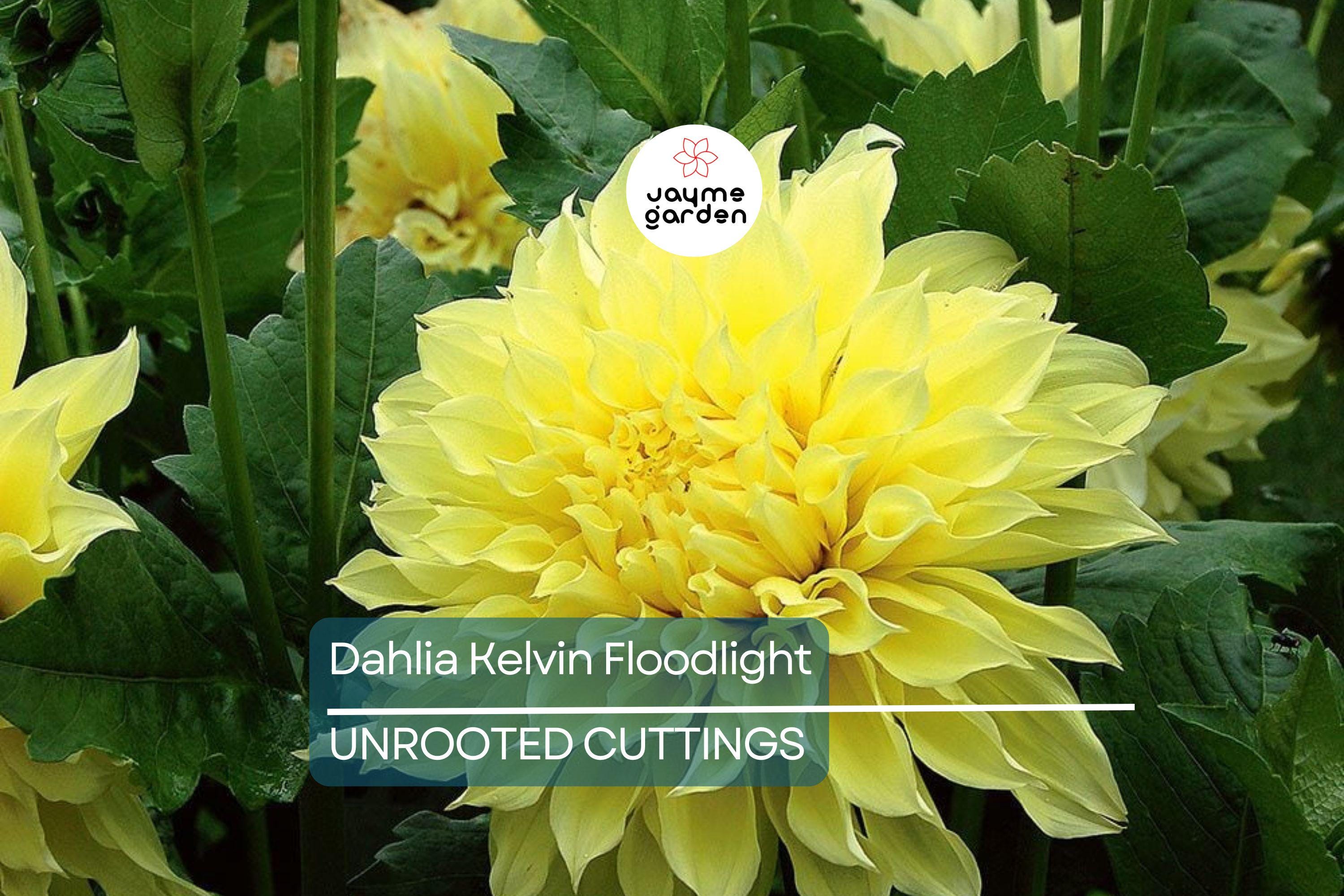 Dahlia Kelvin Floodlight 36-48" Live Flower Bulb Tuber | Yellow Dinnerplate Dahlia | Large 12" Blooms