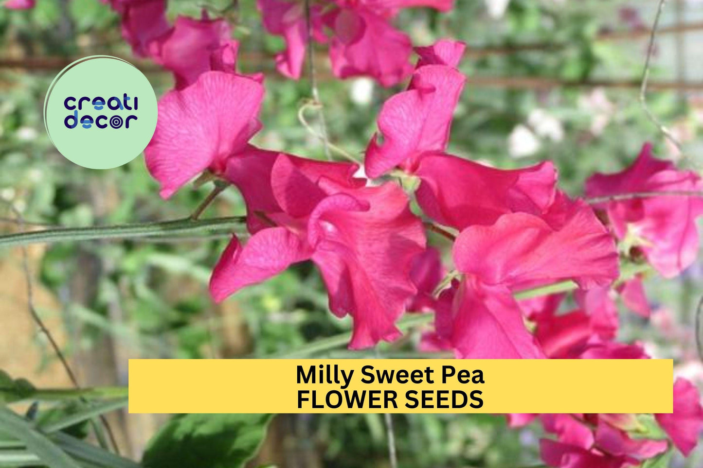 50+ Milly Sweet Pea Seeds – Soft Lilac Fragrant Blooms for Garden Planting, Climbing Vines for Trellises & Bouquets – USA
