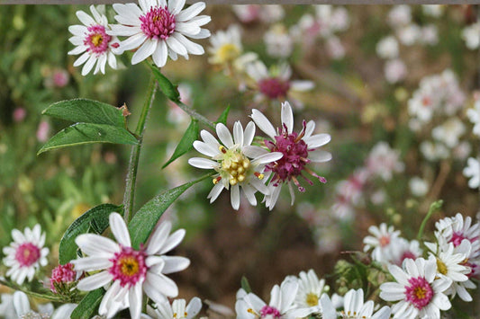 Symphyotrichum lateriflorum ‘Calico Aster’ – 100 Seeds | Native Woodland Aster | Fall-Blooming Perennial | Pollinator Essential