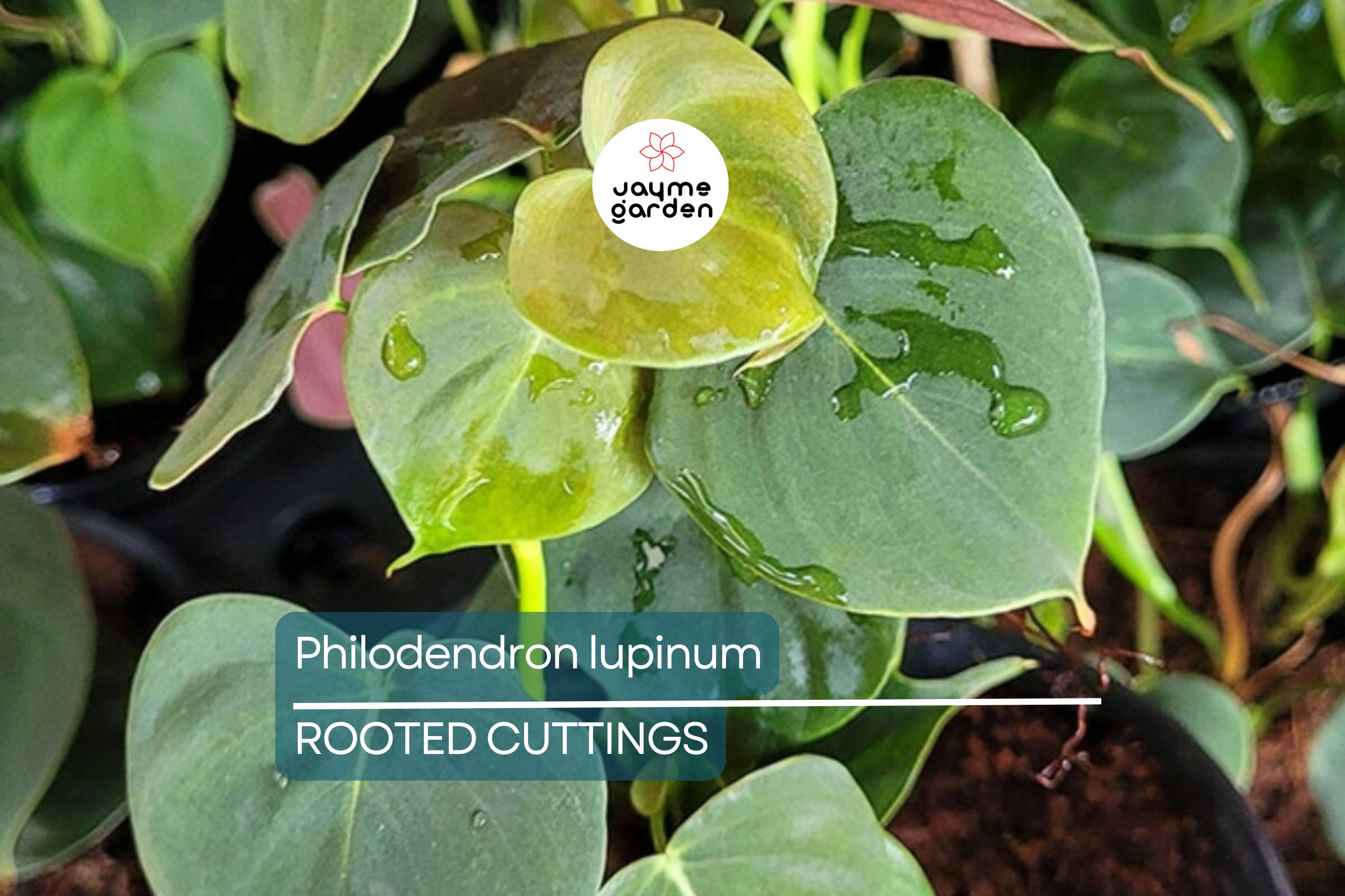 Philodendron Lupinum Live Plant – Well-Rooted Climbing/Vining Aroid, 2.75-4” Pot