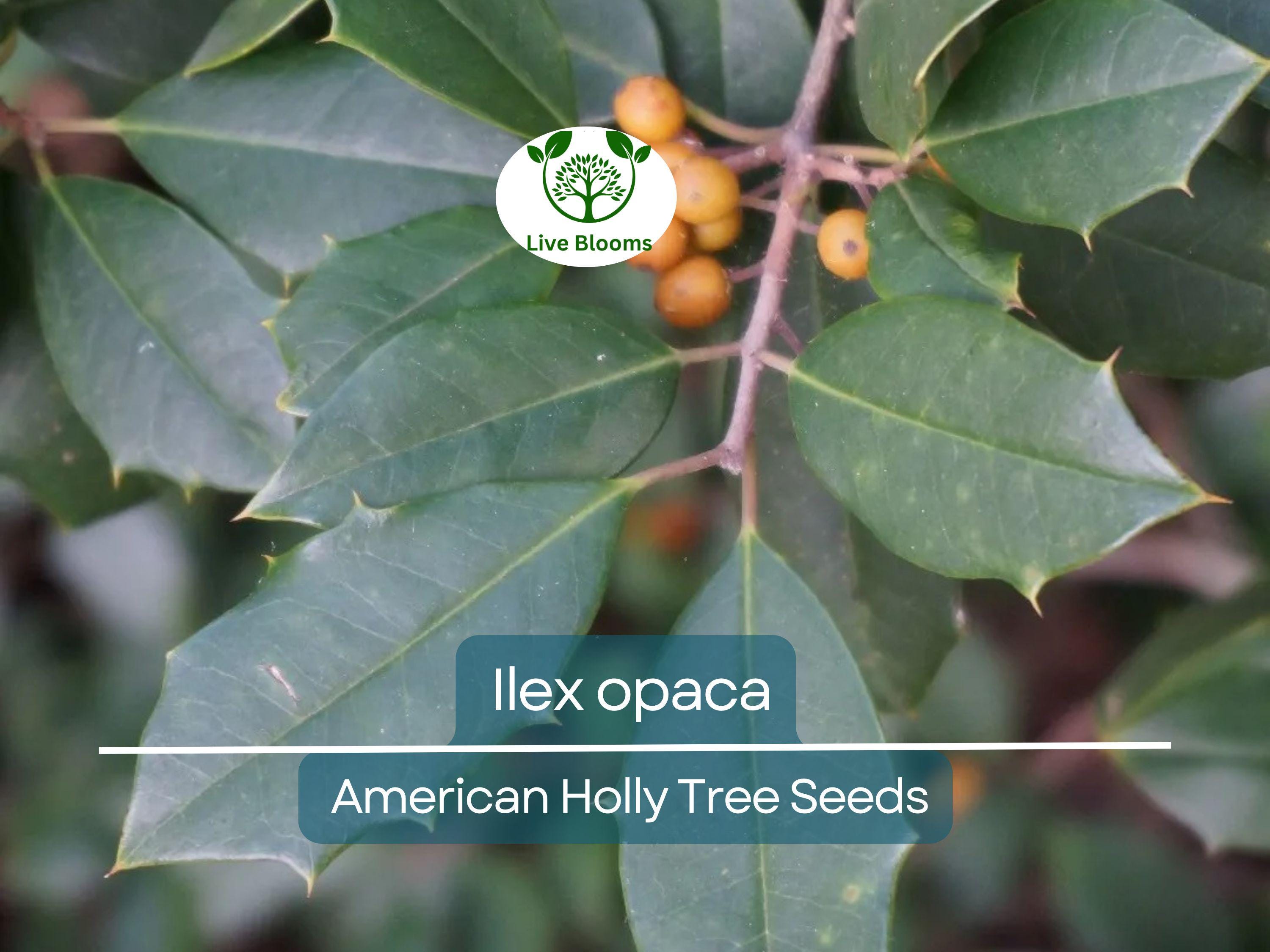 500 mg Seeds Ilex Opaca - American Holly for Planting | Evergreen Native Shrub for Wildlife, Privacy, and Landscaping
