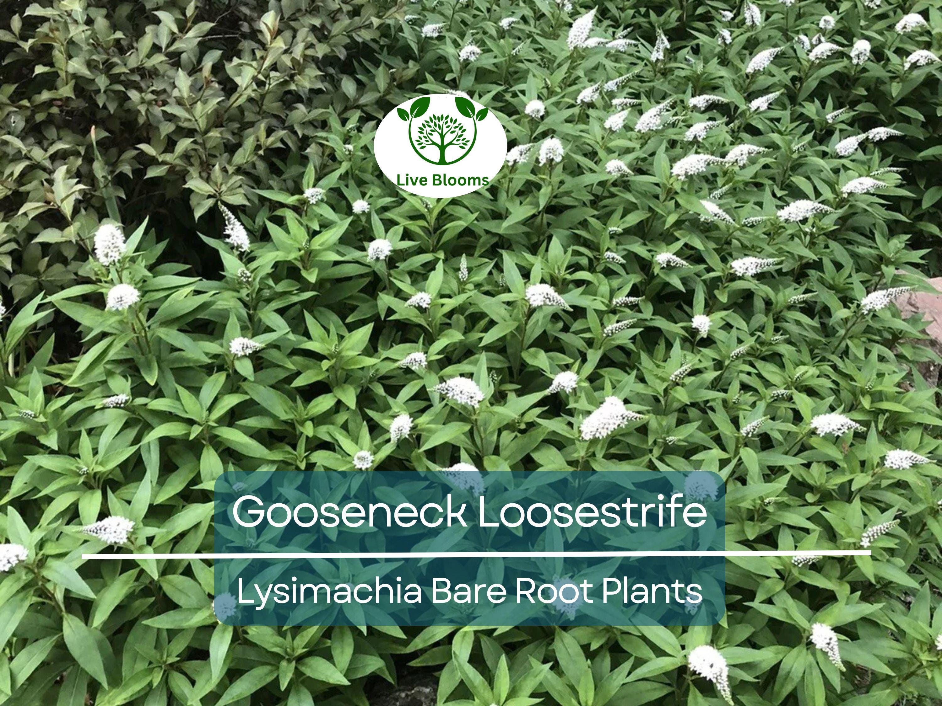 10 Gooseneck Loosestrife Plants – Bare Root Perennials – White Flowers – Lysimachia clethroides – Easy Ground Cover