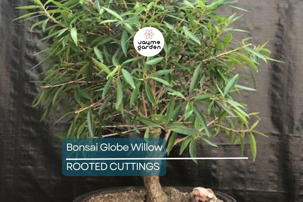 Bonsai Globe Willow Tree | Large Thick Trunk Cutting | Fast Growing | Bare Root | Unique Round Shape | Hardy Zones 3-10 | Easy to Grow