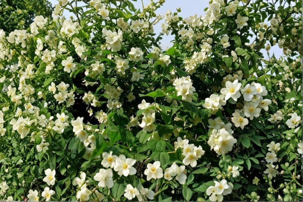 White Beach Rose Seeds – Rosa rugosa alba | 25 Seeds | Hardy Fragrant Japanese Flower