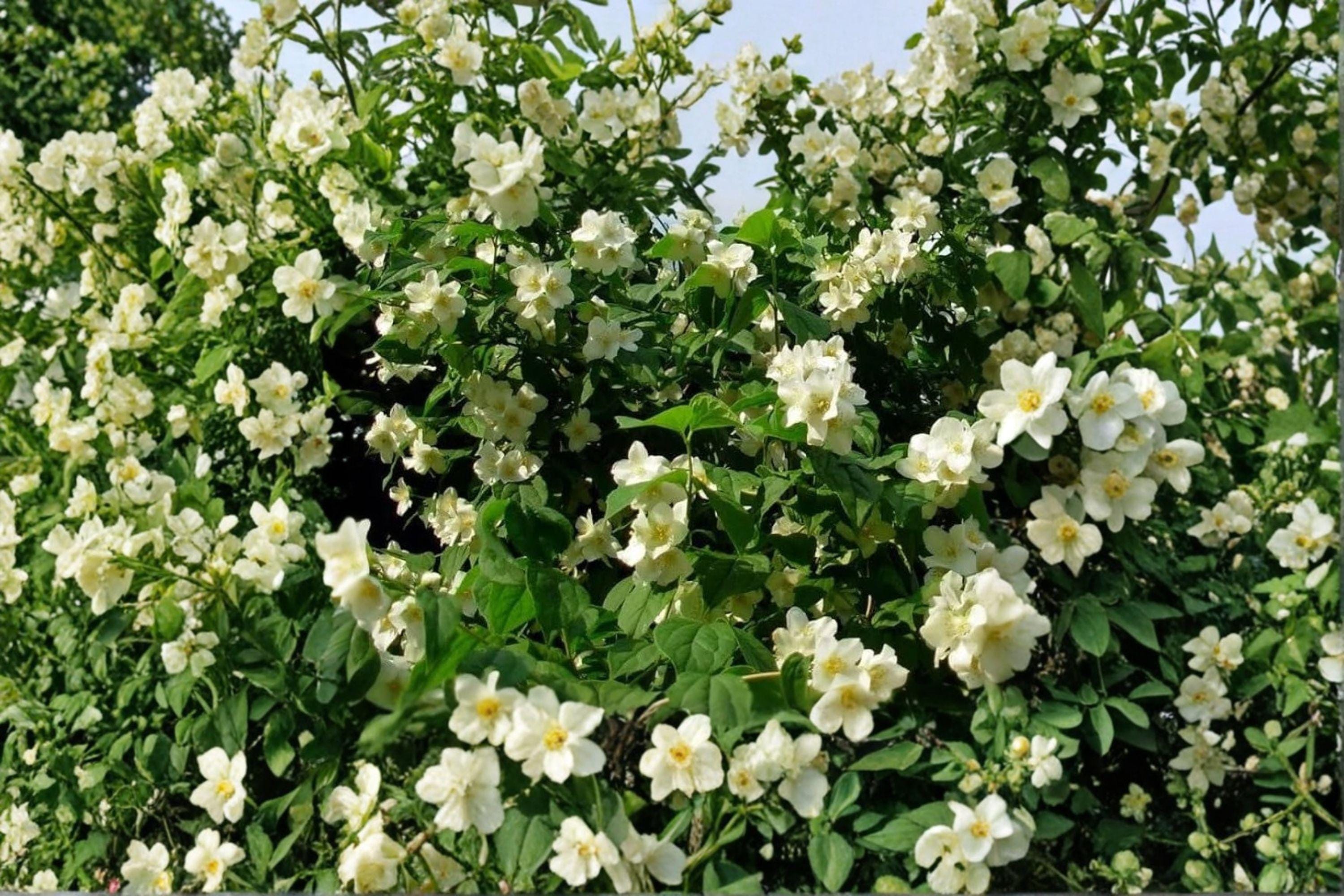 White Beach Rose Seeds – Rosa rugosa alba | 25 Seeds | Hardy Fragrant Japanese Flower