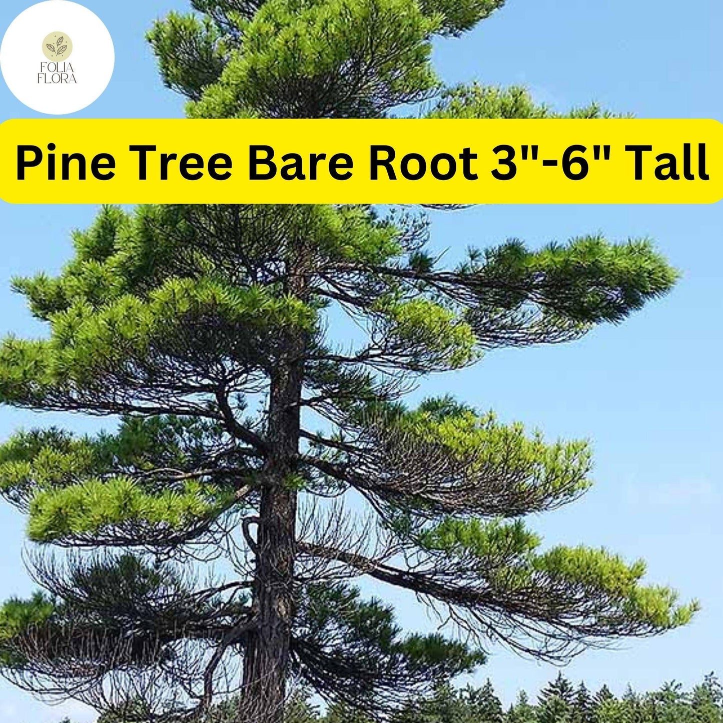 10 Pine Tree Seedlings 3"-6" Tall, Bare Root, Fast-Growing Wild Pines for Landscaping