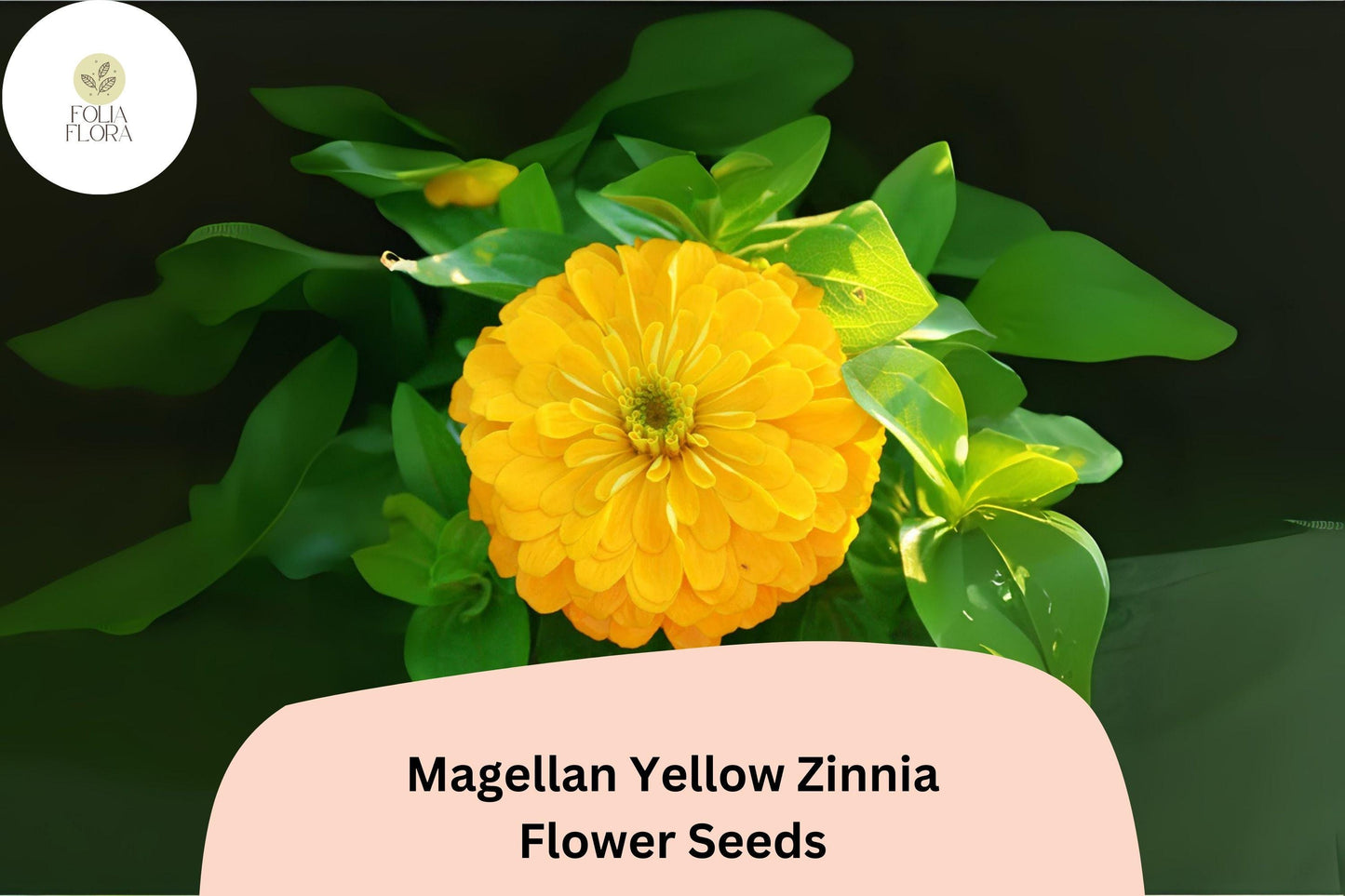 Magellan Yellow Zinnia Seeds: Compact Garden Flowers