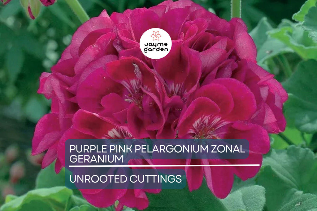 Purple Pink Pelargonium Zonal Geranium – 8 Fresh Live Starter Cuttings, 6"+ Each, Hardy & Fast-Growing, Vibrant Blooms