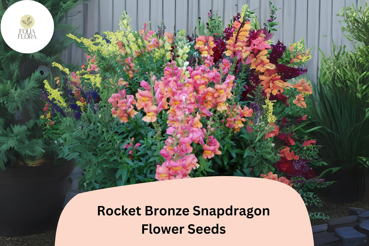 Antirrhinum majus Rocket Bronze Snapdragon Seeds – 1000+ Warm Copper-Toned Blooms for Garden & Cut Flowers
