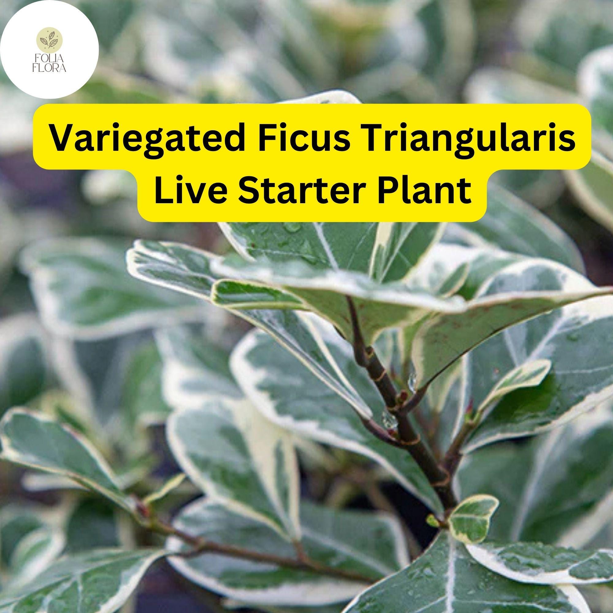 1 Ficus triangularis variegata - Variegated Ficus Triangularis Live Starter Plant