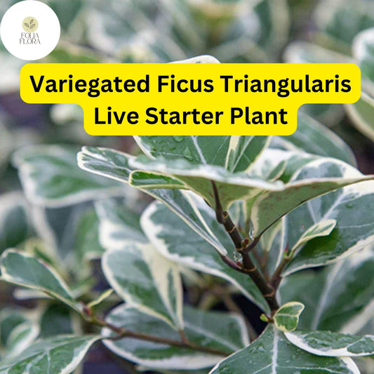 1 Ficus triangularis variegata - Variegated Ficus Triangularis Live Starter Plant