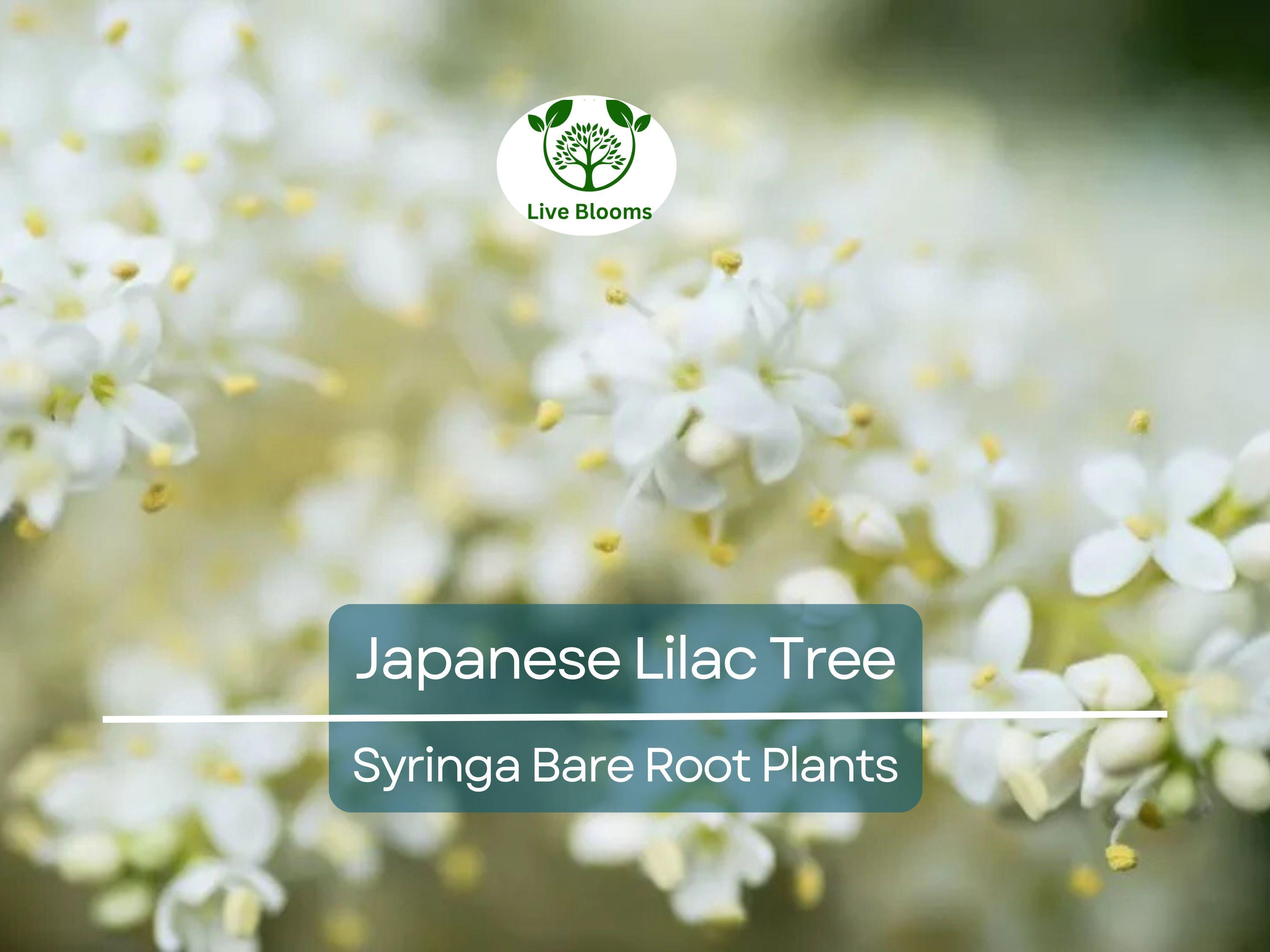 1 Japanese Lilac Tree – Live Bare Root Plant – Syringa reticulata – Fragrant White Summer Blooms – Ornamental Shade Tree