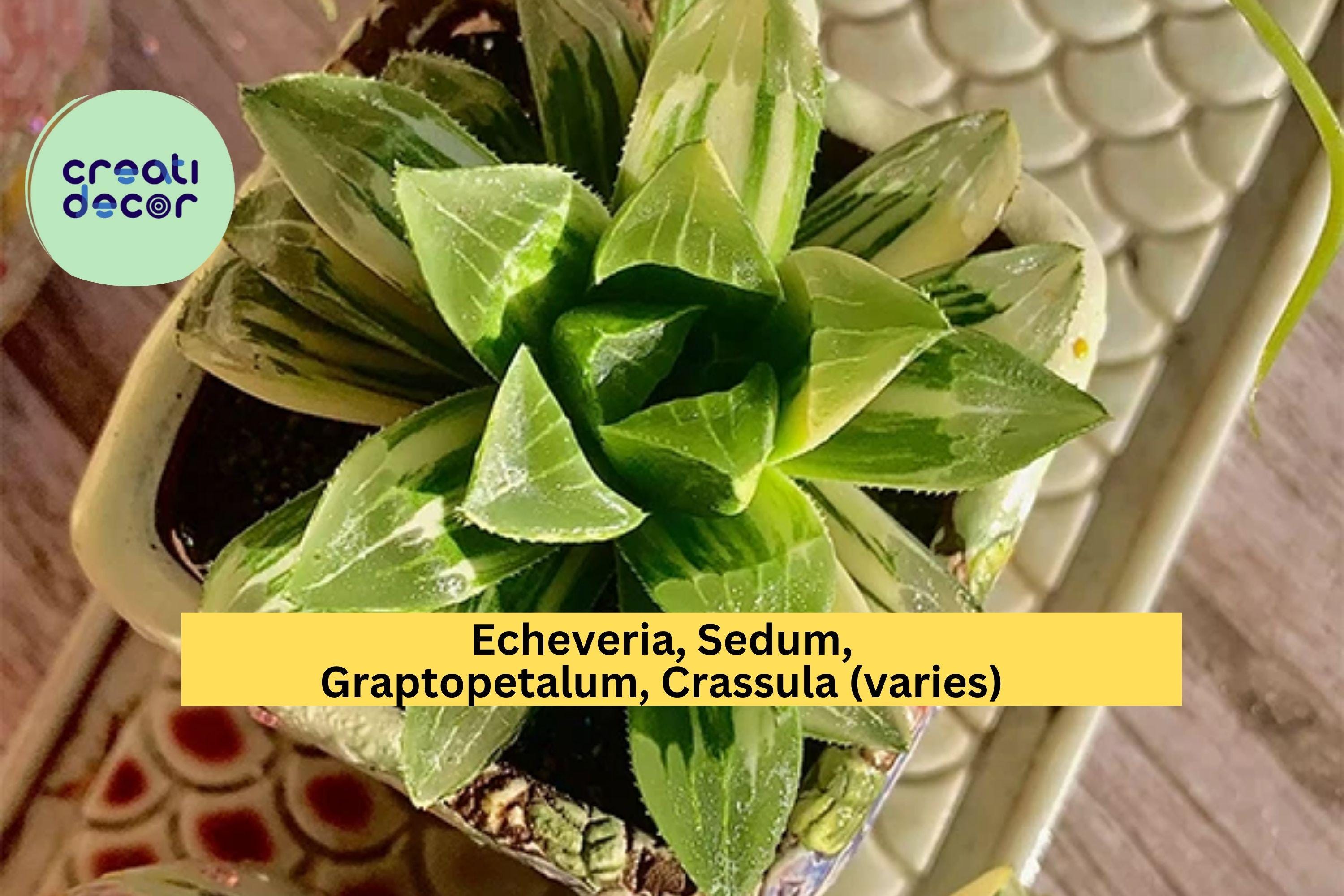 Rare Succulent Plants – Live Bare Root 1.8" Assorted Easy-Care Succulents, Decorative Indoor Plants for Pots, Terrariums, or Gifts
