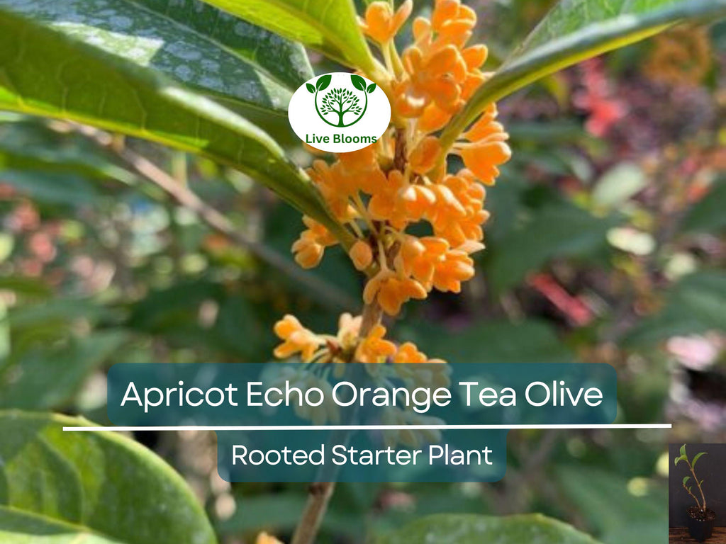 1 Apricot Echo Osmanthus fragrans Rooted Starter Plant - Fragrant Tea Sweet Olive Bareroot - Ideal for Garden, Fragrant Evergreen Shrub