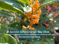 1 Apricot Echo Osmanthus fragrans Rooted Starter Plant - Fragrant Tea Sweet Olive Bareroot - Ideal for Garden, Fragrant Evergreen Shrub