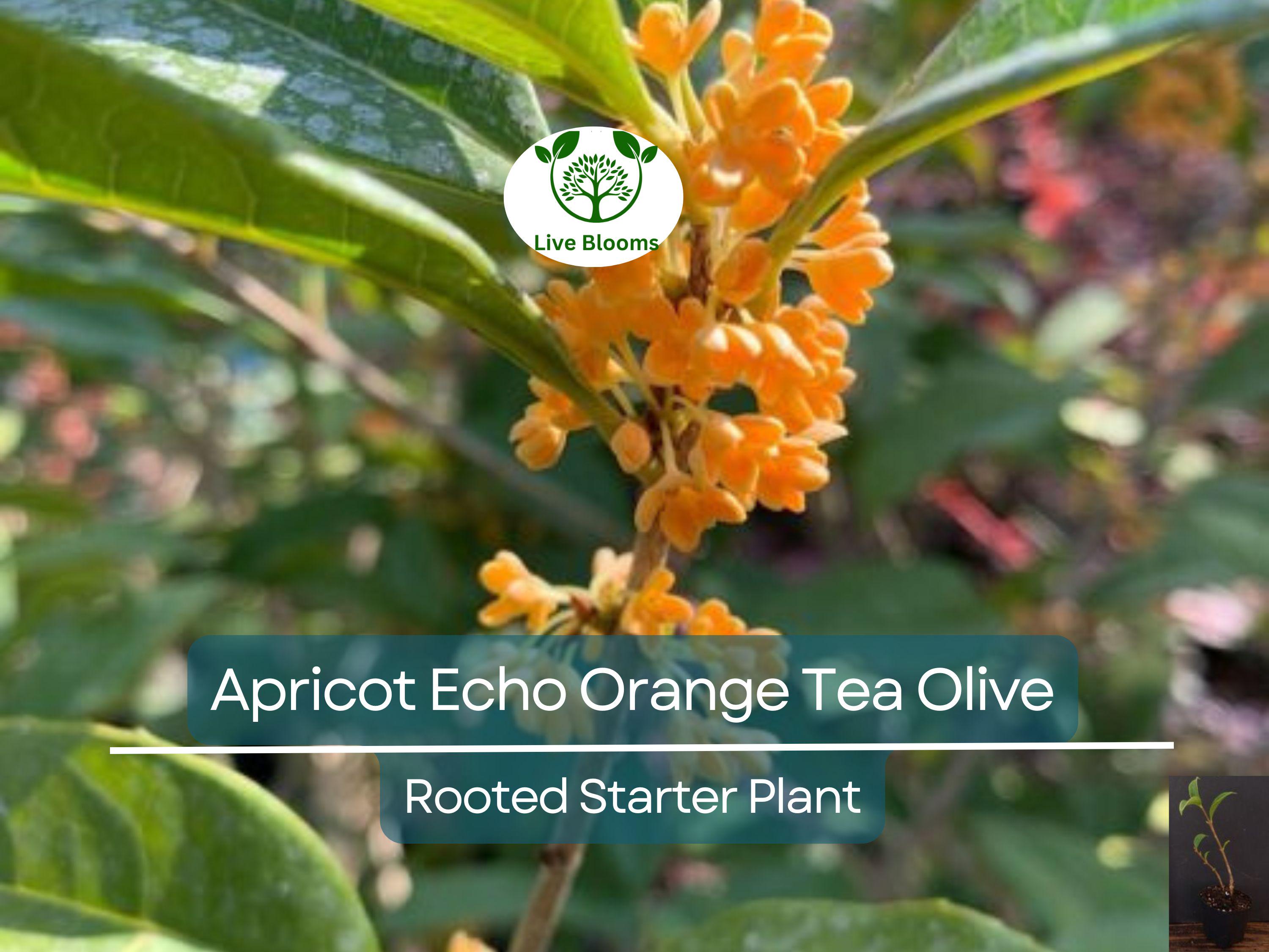 1 Apricot Echo Osmanthus fragrans Rooted Starter Plant - Fragrant Tea Sweet Olive Bareroot - Ideal for Garden, Fragrant Evergreen Shrub