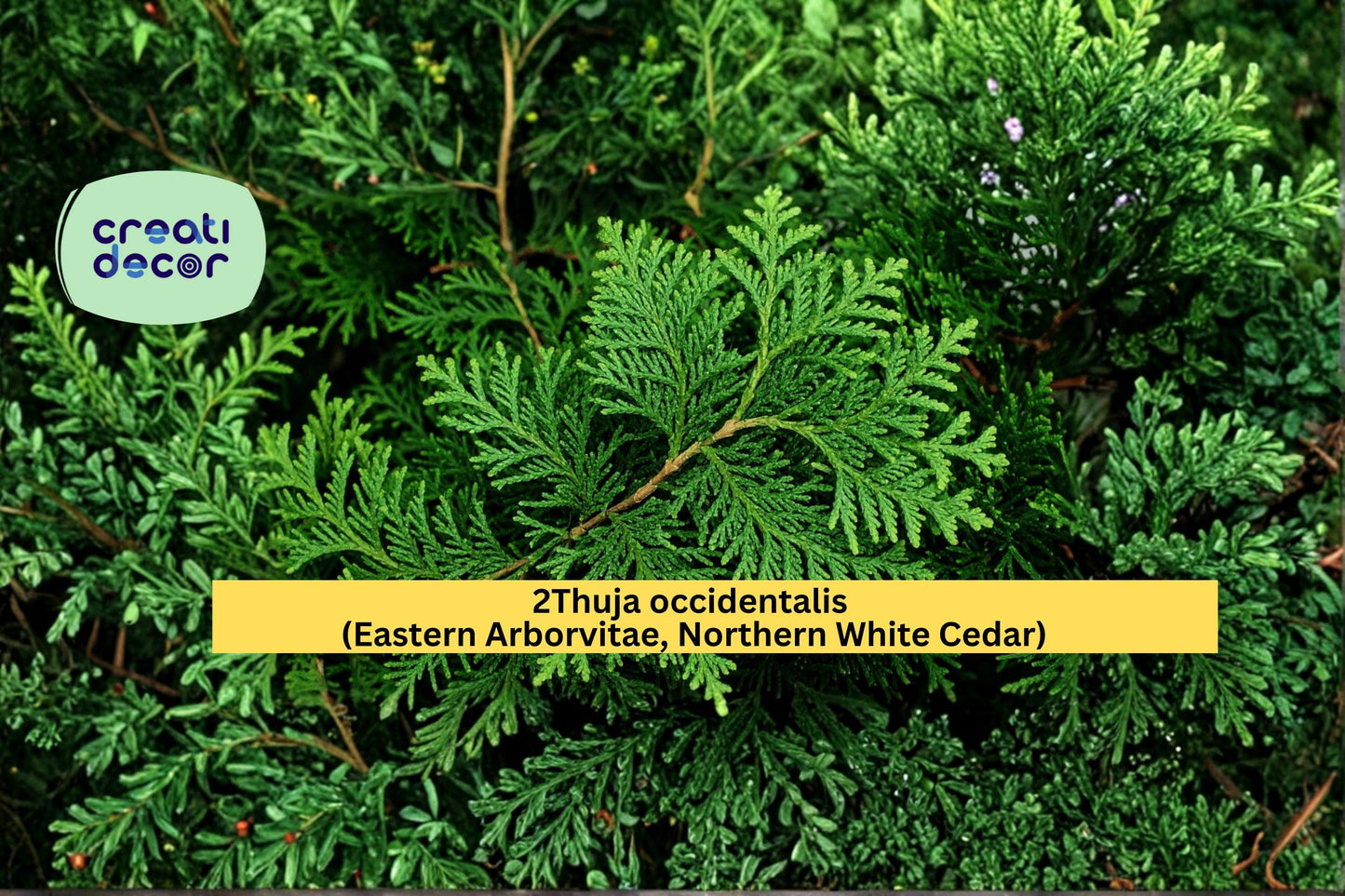 Thuja occidentalis Seeds Eastern Arborvitae Northern White Cedar 50 Count Evergreen Hedge Tree Seeds Landscape Plant
