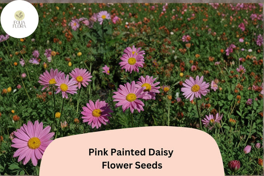 200+ Pink Painted Daisy Seeds | Tanacetum coccineum | Bright Perennial Flower | Pink Garden Blooms