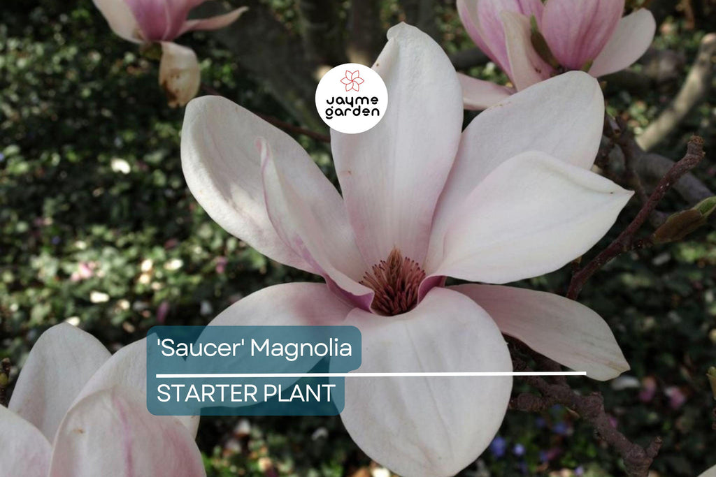Saucer Magnolia Starter Plant | 6-12 Inch Dormant Sapling | Bare Root Flowering Tree or Shrub | Pink-White Spring Blooms | Zones 4-9