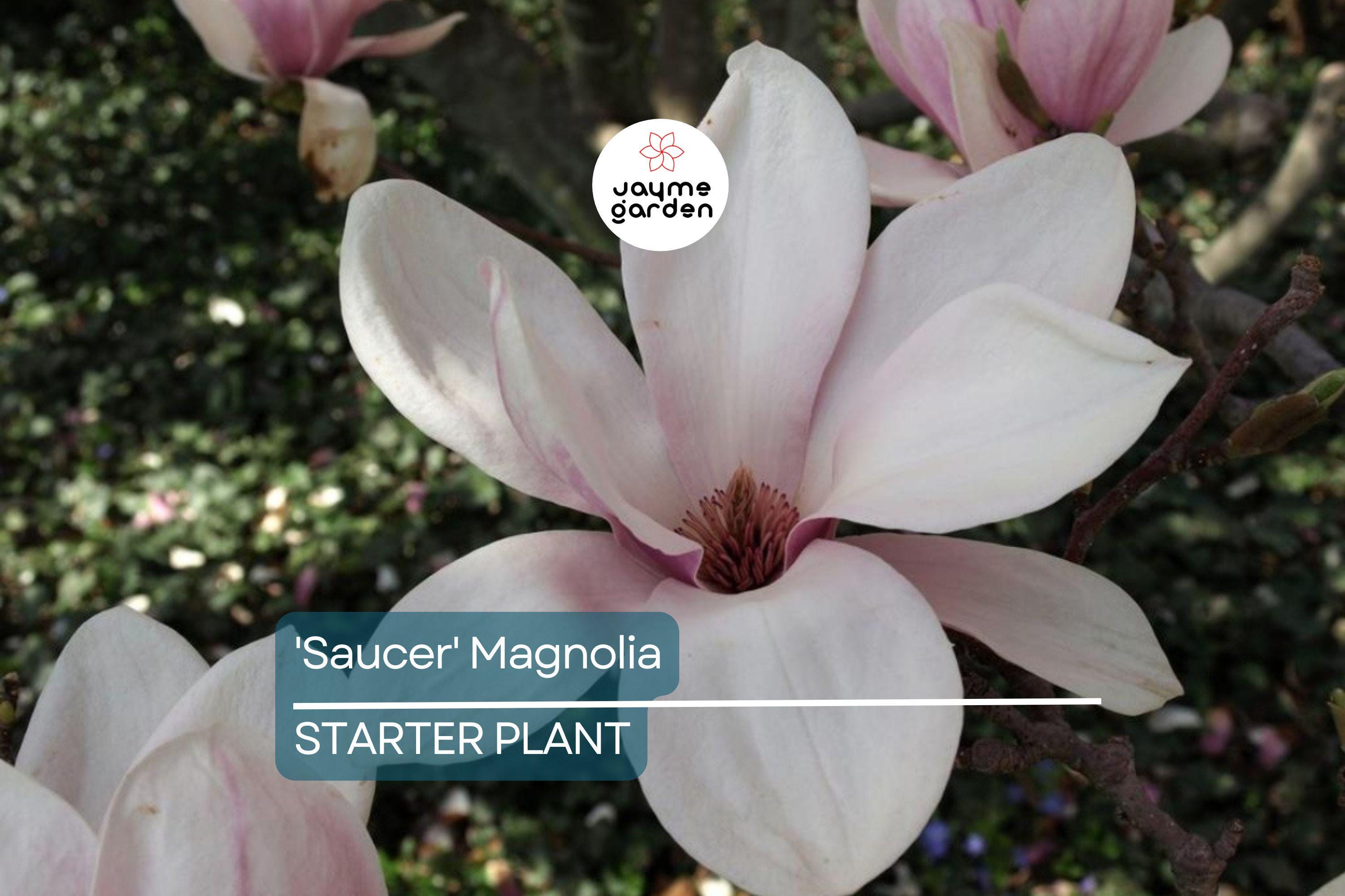 Saucer Magnolia Starter Plant | 6-12 Inch Dormant Sapling | Bare Root Flowering Tree or Shrub | Pink-White Spring Blooms | Zones 4-9